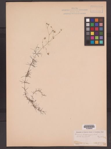Arenaria stricta