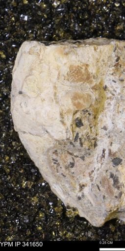 Scaphites sp.