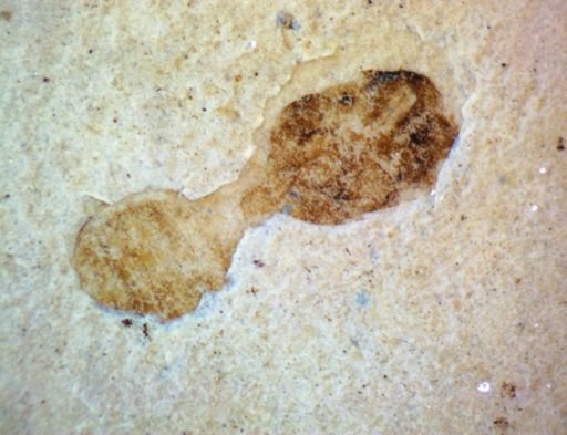 undet. Hexapoda
