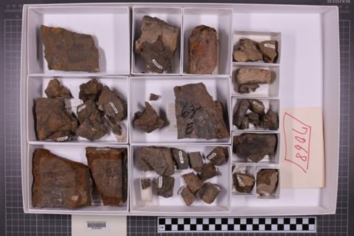 mixed taxa, stratigraphic collection