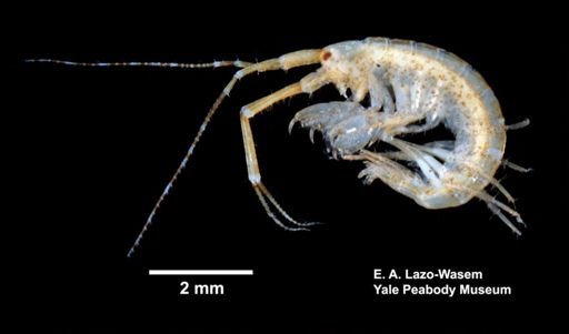Ampithoe longimana