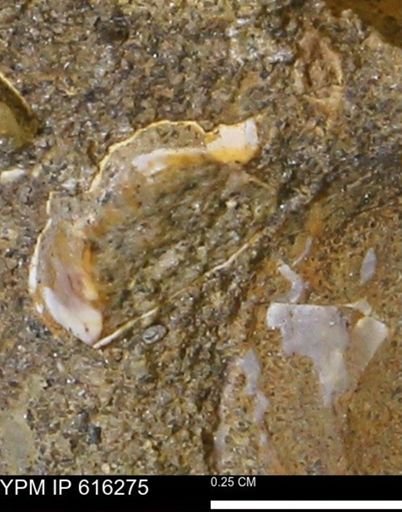 Protocardia subquadrata