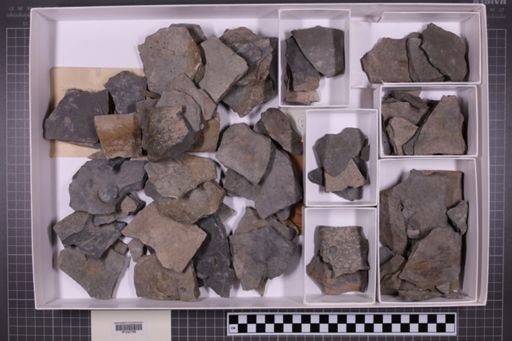 mixed taxa, stratigraphic collection