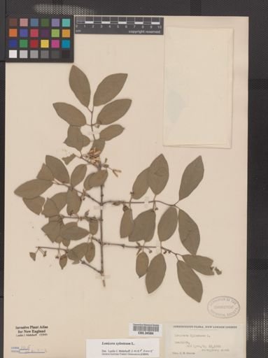 Lonicera xylosteum