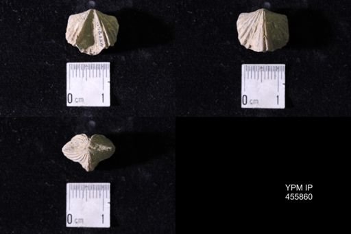 Platystrophia crassa