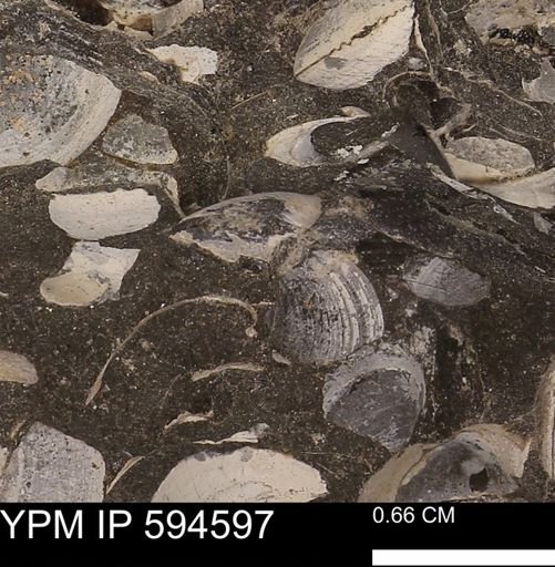 Protocardia sp.
