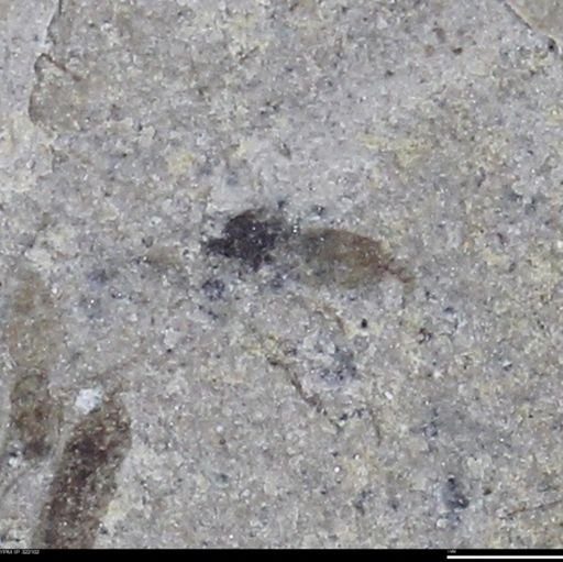undet. Insecta