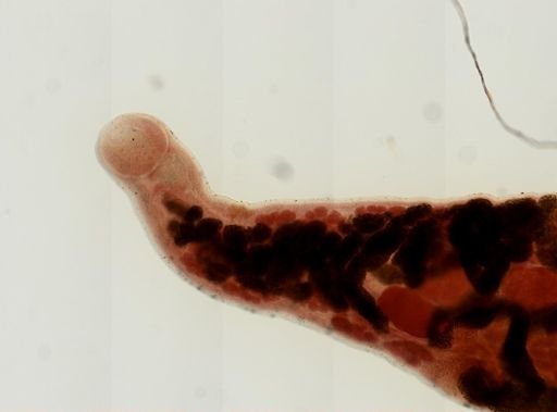 Haematoloechus