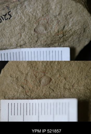 undet. Graptolithina
