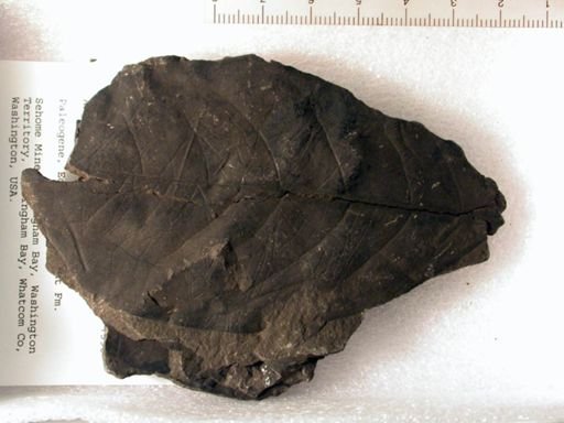 Angiospermopsida