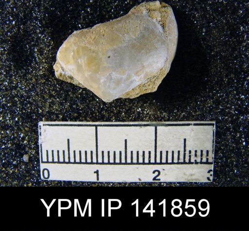 Athyris capillata