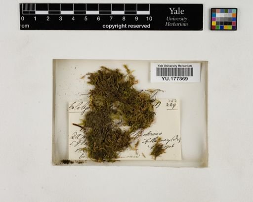 Plantae