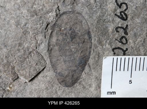 undet. Eurypterida