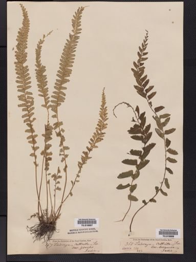 Lindsaea