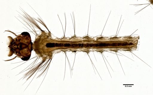 Aedes excrucians