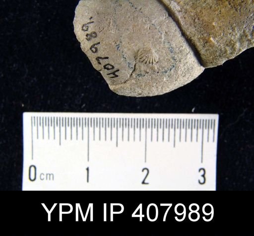 undet. Brachiopoda