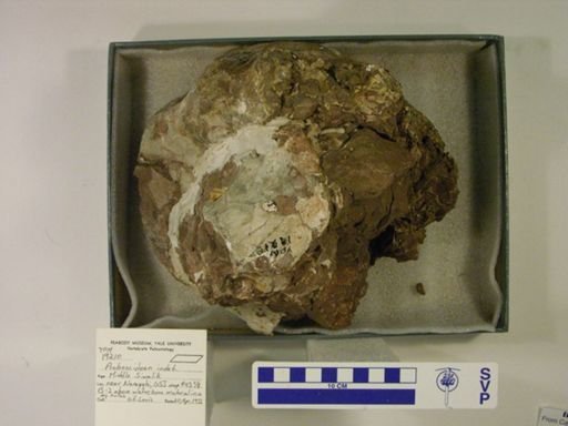Proboscidea