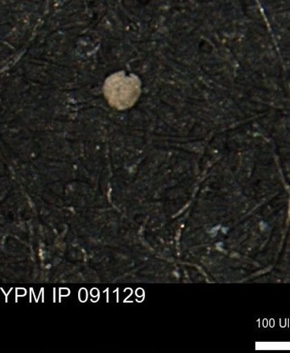 undet. Foraminiferida