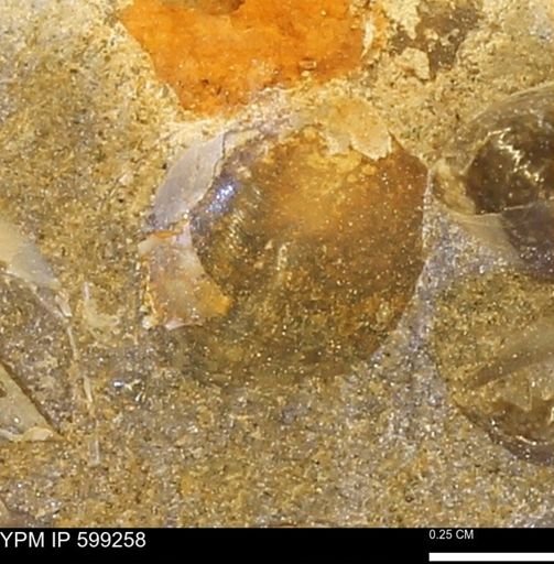 Protocardia subquadrata