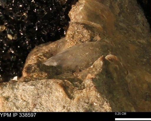 undet. Mollusca