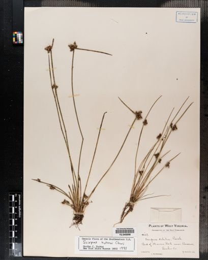 Scirpus hotarui
