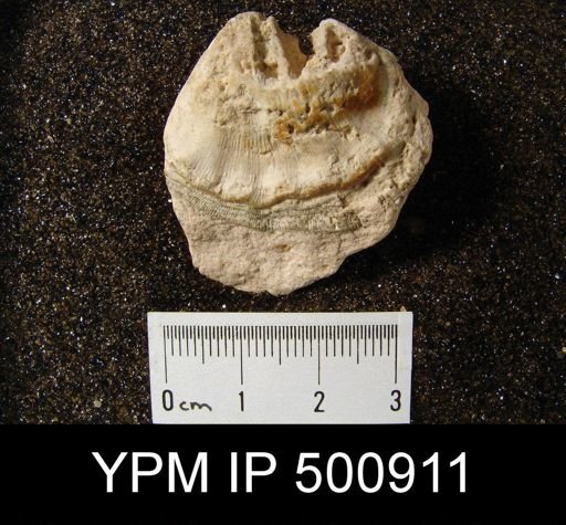 Meekella sp.