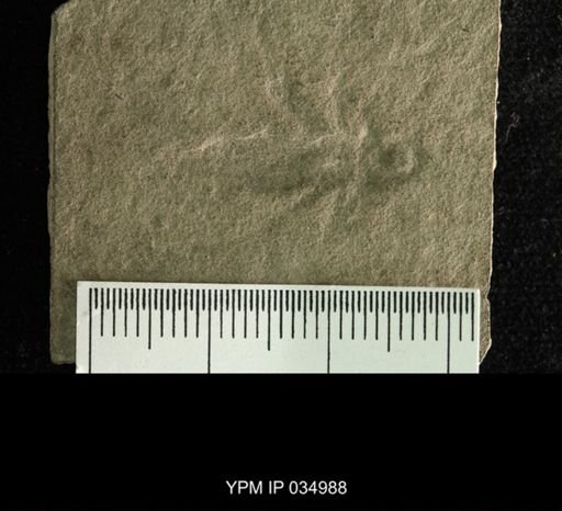 Cepahalocoris pilosus