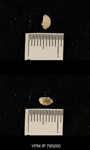 undet. Brachiopoda