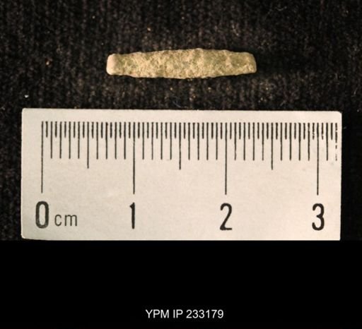 Archaeocidaris sp.