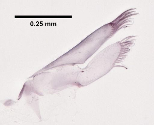 Parhyale hawaiiensis
