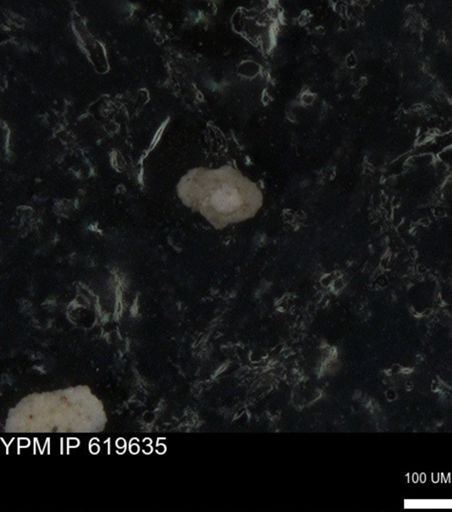 undet. Foraminiferida