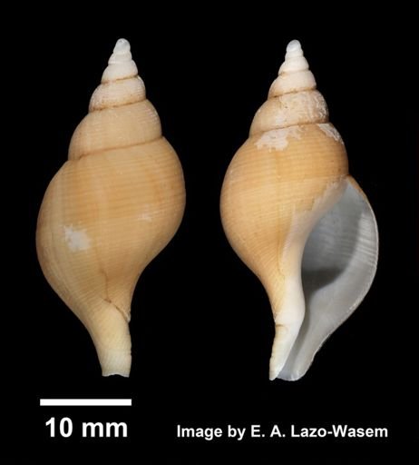 Colus stimpsoni