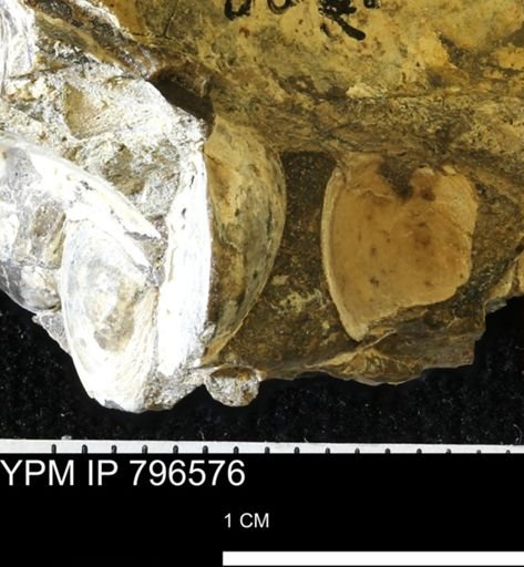 undet. Bivalvia