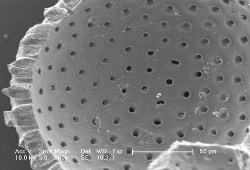 Globigerinoides sacculifer