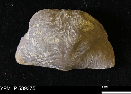 Leptaena sp.