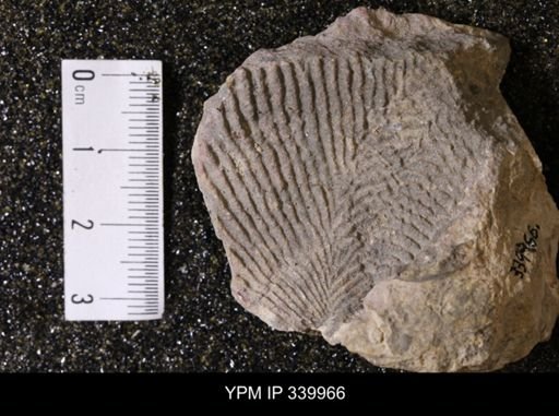 Chondrodonta?