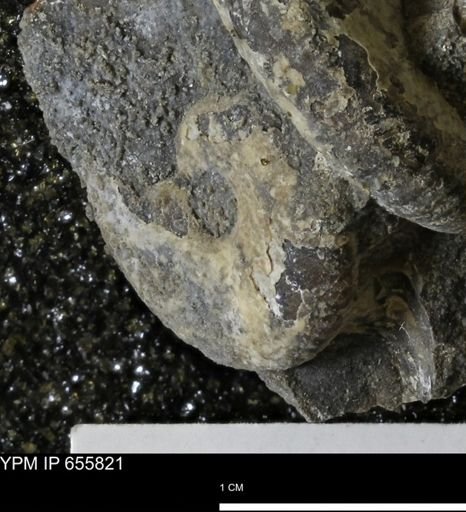 Hoploscaphites sp.
