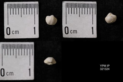 Ambocoelia umbonata