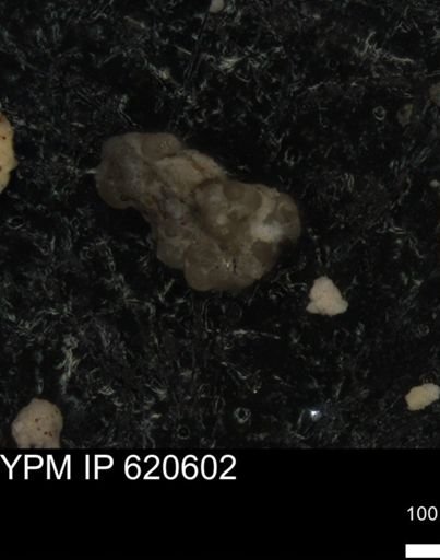 undet. Foraminiferida