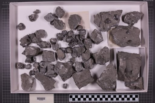 mixed taxa, stratigraphic collection
