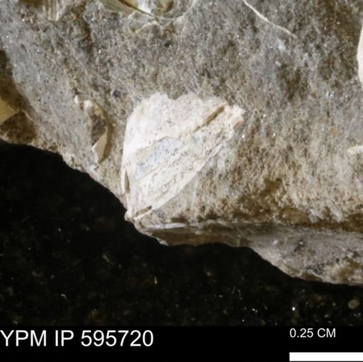 Protocardia sp.