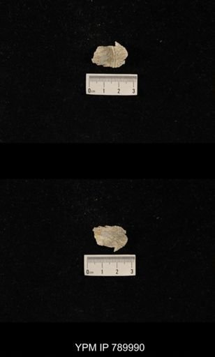 Leptodus sp.