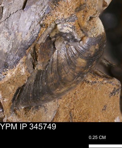 Limopsis striatopunctatus