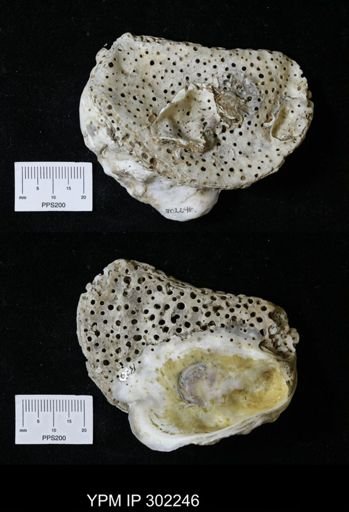 Crassostrea virginica