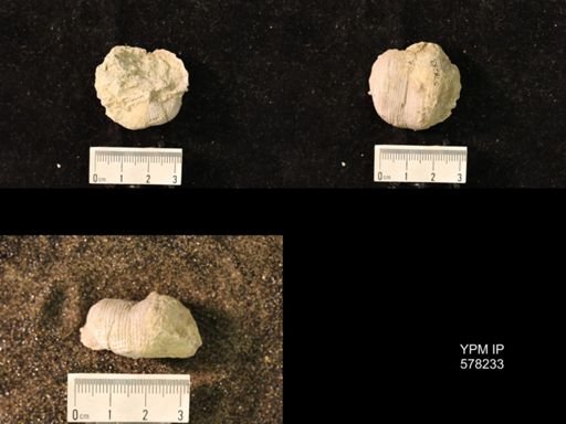 Productus costatus