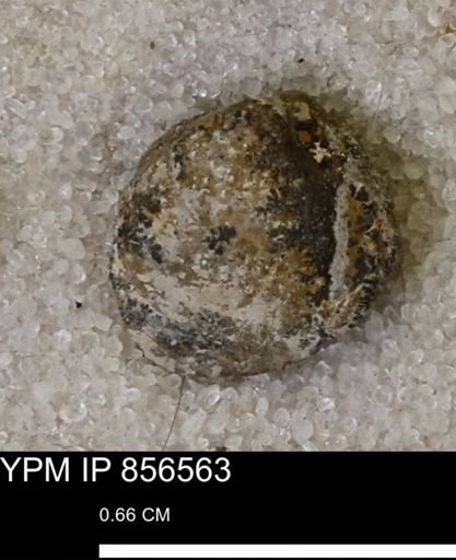 Limopsis striatopunctatus