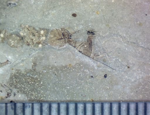 undet. Hexapoda