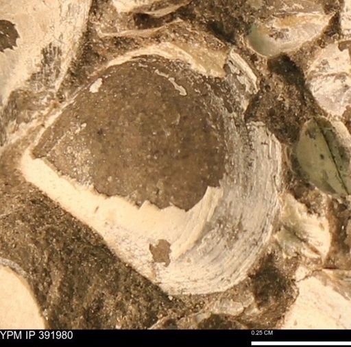Protocardia sp.