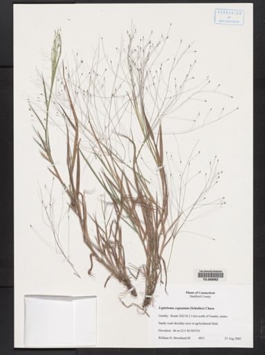 Digitaria cognata