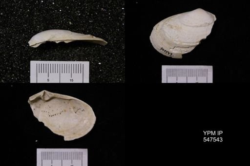 Ceronia arctata